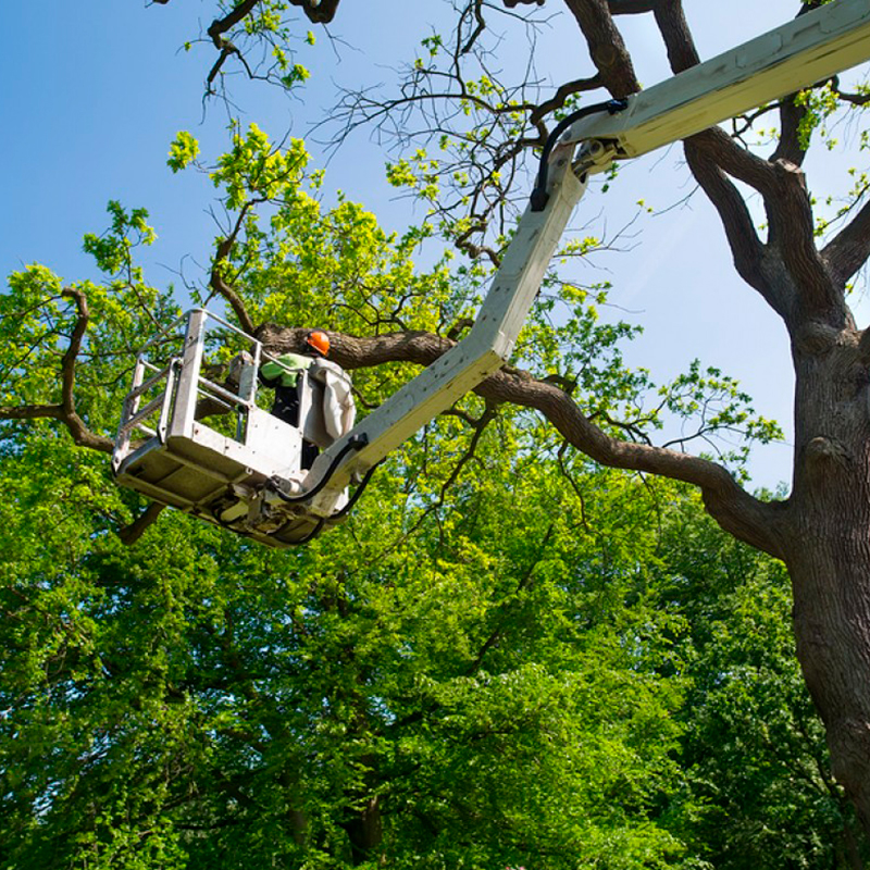 N&J Tree Service LLC Team at Work